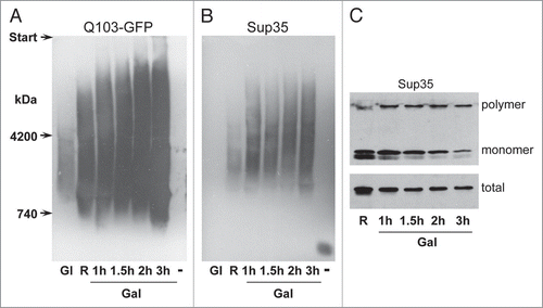 Figure 4 Time-dependent appearance of the 103Q-GFP and Sup35 polymers upon induction of 103Q-GFP synthesis. Cells of the strain 74-D694 [psi−][PIN+] with the multicopy p103Q-GFP plasmid were grown in glucose-containing medium (Gl), then in raffinose-containing medium (R), and then transferred to galactose-containing medium (Gal) and incubated for 1, 1.5, 2 and 3 h. After this, the 103Q-GFP-encoding plasmid was lost (−). (A) Polymers of 103Q-GFP and (B) Sup35 revealed by SDD-AGE. (C) The levels of polymer, monomer and total Sup35, SDS-PAGE analysis. The samples in the upper panel were not boiled before loading onto the gel. In the middle of the run, the gel was taken out, boiled to dissolve Sup35 polymers and allowed to run further. Blots were stained with anti-GFP (A) and anti-Sup35NM (B and C) antibodies.