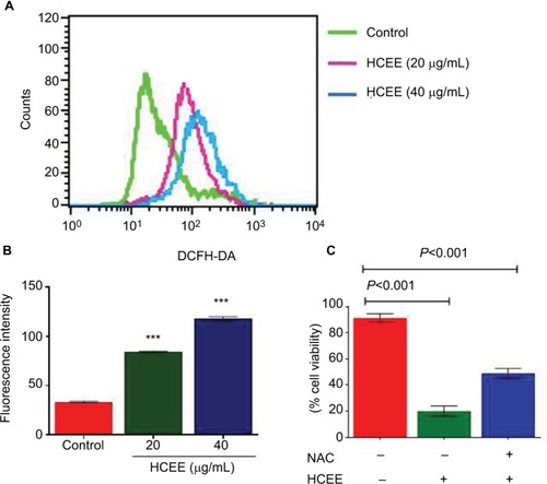 Figure 6 Effect of HCEE on ROS generation in HeLa cells.Notes: (A) HeLa cells were treated with control, 20 and 40 µg/mL of HCEE and stained with DCFH-DA. Then they were subjected to flow cytometry. (B) Histogram of mean fluorescence intensity of DCFH-DA–stained HeLa cells exposed to control and various concentrations of HCEE (20 and 40 µg/mL). Each value represents mean ± SD (n=3). ***P<0.001 compared with control. (C) HeLa cells were treated with 20 μg/mL of HCEE in the presence or absence of 10 mM NAC for 24 hours. Cell viability was measured using MTT assay and the results are represented as mean ± SD (n=3). ***P<0.001 vs control group.Abbreviations: DCFH-DA, 2′,7′-dichlorodihydrofluorescein diacetate; HCEE, Hedychium coronarium ethanol extract; NAC, N-acetyl-l-cysteine.