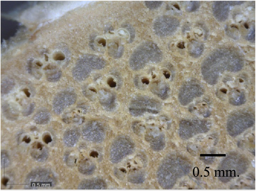 Figure 4. Cross-section of bamboo grains.