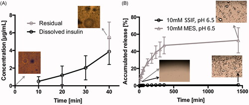 Figure 4. (A) Insulin release from SAIB DDS during the dynamic gastric model experiment simulating fasted state in vivo conditions. The image is obtained using light microscopy with a magnification of 20×. (B) Release of insulin at 37 °C from SAIB DDS after immersion in either 10 mM MES buffer or simulated small intestine fluid (SSIF), both pH 6.5. Data are plotted as mean ± S.D.; n = 3. The images are obtained using light microscopy with a magnification of 100×.
