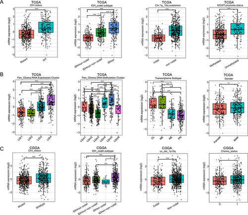 Figure 2 Association Between CCDC103 Expression and Clinicopathologic Characteristics of glioma patients. (A and B) Correlation between CCDC103 expression and clinicopathological characteristics in glioma by TCGA database. (C) Correlation between CCDC103 expression and clinicopathological characteristics in glioma by CGGA database.*P<0.05, **P<0.01, ***P<0.001.