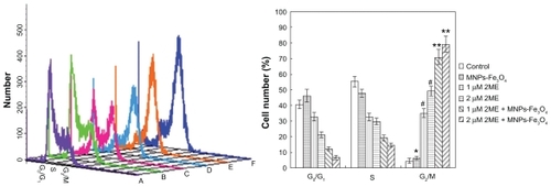 Figure 4 Cell-cycle distributions after treatment with either 2ME alone or loaded with MNPs-Fe3O4 (100:1) for 24 hours. (A) Control group. (B) MNPs-Fe3O4 alone. (C) 1 μM 2ME. (D) 2 μM 2ME. (E) Copolymer of 1 μM 2ME with MNPs-Fe3O4 (100:1). (F) Copolymer of 2 μM 2ME with MNPs-Fe3O4 (100:1).Notes: *P > 0.05, when compared with the control group; #P < 0.05, when compared with MNPs-Fe3O4 and control groups; **P < 0.05, when compared with 2ME alone.Abbreviations: MNPs-Fe3O4, magnetic nanoparticles of Fe3O4; 2ME, 2-methoxyestradiol.