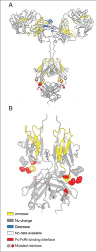 Figure 6. Effect of the YTE mutation (mAb-E) on the local flexibility of the native mAb (mAb-A) at pH 6.0 as measured by H/D-MS plotted on the homology models of (A) intact mAb-A and (B) Fc domain of mAb-A. Changes in flexibility of particular peptide segments are colored as shown in the legend and are derived from the differential exchange data shown in Figure 4 .