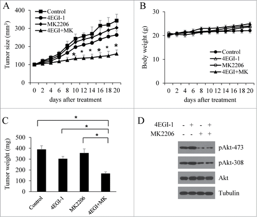 Figure 6. Akt inhibition enhances the antitumor activity of 4EGI-1 in vivo. Four groups of mice with MCF7 xenografts were treated with vehicle control, 4EGI-1 (50 mg/kg/day, intra-peritoneal injection) or MK2206 (100 mg/kg/two days, oral gavage) individually or in combination. Tumor growth (A) and body weights of mice (C) were monitored over a 20-day period. (B) Tumor weight after necropsy. Data are presented as means ± s.d. *P < 0.05, compared to the vehicle control. #P < 0.05, compared to the 4EGI-1 treatment. (D) Tumor samples were analyzed by protein gel blot with indicated antibodies.