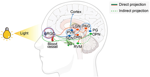 Figure 2 Illustration of brain regions and circuits associated with photoanalgesia.