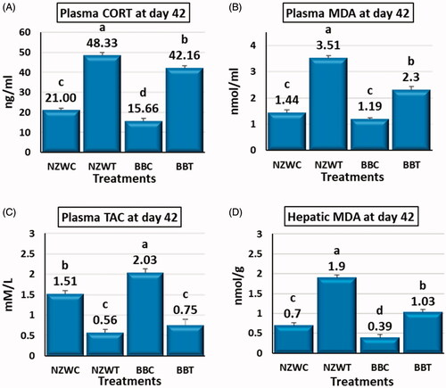 Figure 1. Effect of early age short-term thermal stress (36 ± 1ºC for 6 h) at day 42 of age on plasma corticosterone CORT (A), plasma malondialdehyde (MDA) (B), plasma plasma total antioxidant capacity (TAC) (C) and hepatic malondialdehyde (MDA) (D) of NZW and BB rabbits. The four groups (n = 6 rabbit/group) include New Zealand white control (NZWC), New Zealand white treated (NZWT), Baladi Black Control (BBC), and Baladi Black treated (BBT). Different lower-case letters above the bars indicate significant differences (p < .05) among groups.