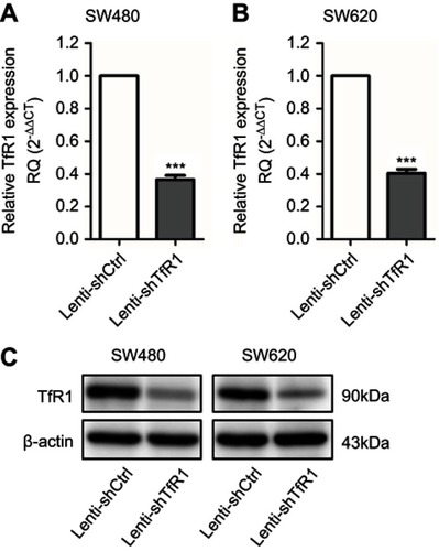 Figure 3 TfR1 expression was downregulated by lentivirus-mediated shRNA. TfR1 mRNA expression was verified by real-time PCR, showing that TfR1 expression in Lenti-shTfR1 cells was significantly lower than in control cells in both SW480 (A) and SW620 (B) cell lines, ***P＜0.001. (C) The downregulation of TfR1 protein expression was assessed by Western blot.