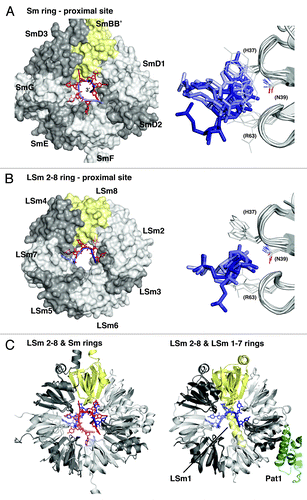 Figure 6. RNA binding in the proximal sites of eukaryotic Sm and LSm heteroheptamers. (A) The Sm ring.Citation87 All seven nucleotide binding pockets are specifically occupied by the residues from the Sm-site in U snRNAs. The human Sm ring was co-crystallized with engineered U1 or U4 snRNA, which continues through the pore to the distal side. Right panel: Superposition of the seven nucleotide binding pockets including their nucleotide ligands, illustrating the strong variation and frequently suboptimal base-recognition geometry. The upper and lower stacking partner as well as the central asparagine are labeled and numbered in brackets according to the sequence in AfSm1. (B) The LSm2–8 ring.Citation86 Only four of the nucleotide binding pockets are specifically occupied by uridines from the bound oligonucleotide (red sticks). The 3′-terminal nucleotide contacts both LSm3 and LSm6 with good base-recognition geometry in the LSm3 pocket. Right panel as in (A). The LSm2–8 ring is highly similar to the LSm1–7 ring, which has LSm8 (yellow) exchanged against LSm1 and which has been crystallized in the absence of RNACitation84,Citation85 (sequences for both rings are from Saccharomyces cerevisiae). (C) Left panel: Superposition of the LSm2–8 ring (RNA from light to dark blue) onto the Sm ring (RNA from light to dark red), emphasizing the similarity of the protein backbone (shown as cartoon) and illustrating the differences in RNA binding. Right panel: Superposition of the LSm2–8 ring (RNA from light to dark blue) onto the LSm1–7 ring (no RNA bound), illustrating the LSm1 C-terminal helix that obstructs the central pore on the distal surface of the ring. The position of Pat1-binding on LSm2 and LSm3 of the LSm1–7 ring is indicated.