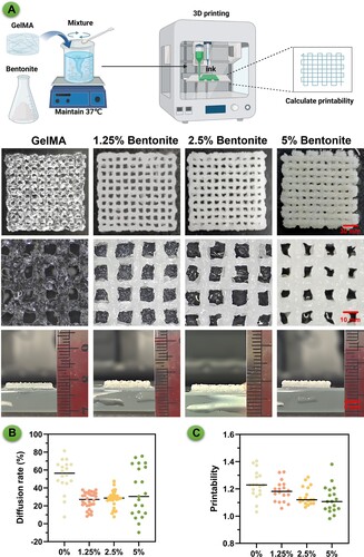 Figure 4. Evaluation of extrusion-based 3D printing performance for composite bioinks. (A) Presents digital images of 3D printed scaffolds from different bioink formulations: pure GelMA, and GelMA enhanced with 1.25%, 2.5%, and 5% Bentonite. (B) Diffusion rate for each bioink composition. (C) Printability assessment.