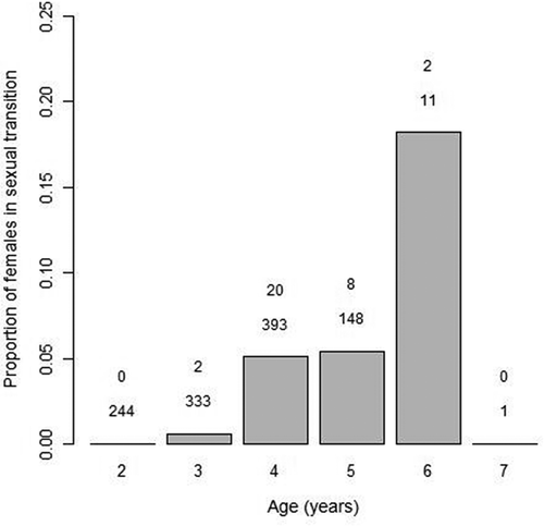 FIGURE 5. Proportion of female Black Sea Bass in sexual transition at different ages. Overall, 1,130 individuals were identified as female based on ovarian biopsy and gamete expression, and 32 individuals were found to have transitional gonads as determined by histology. Ages were estimated from annulus counts on scales. Above each column, the upper number represents the number of females in transition, and the lower number represents the sample size.