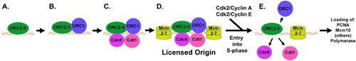 Figure 3.  Licensing of Mammalian Replication Origins. A. ORC2L-5L remain on the origin throughout the cell cycle (the fate of ORC6L is currently unknown). B. Licensing begins with the binding of ORC1L, which C recruits CDC6 and CTD1. D. This complex recruits the DNA helicases MCM2-7, and the origin is fully licensed. E. CDK2/CCNA2 and CDK/CCNE1 initiate the entry into S-phase and the removal of ORC1L, CDC6, and CDT1, thereby preventing new licensing. At this point, a number of other proteins are loaded onto the replication fork. Adapted from Takeda and Dutta [Citation2005].