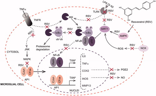 Figure 2. Effect of resveratrol (RSV) on signalling pathways involved in LPS (or Ab)-induced inflammation in microglial cells.