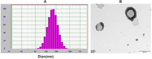 Figure 2 Characterization of BO-BA-LP. (A) The size distribution of BO-BA-LP. (B) The transmission electron microscope photograph of BO-BA-LP.