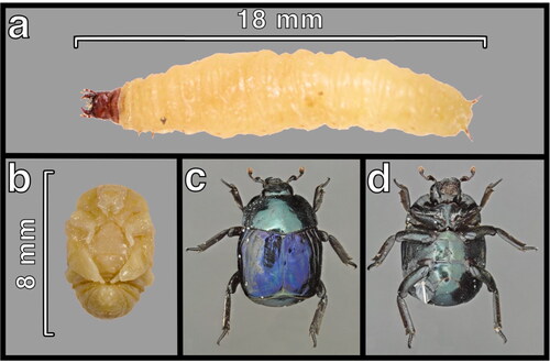 Figure 2. Developmental stages of the beetle Procoryphaeus violaceus: (a) Larva (lateral), (b) pupa (ventral), as well (c) adult dorsal and (d) adult ventral.
