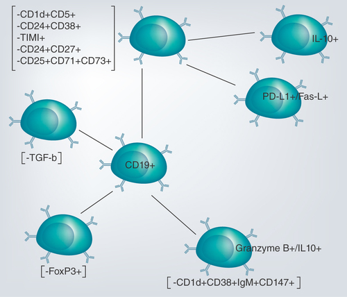 Figure 3.  Circulating CD19+ B cells have the potential to develop to regulatory B cells with different regulatory markers depending on their stage of development.The regulatory trait has been identified within B1 cells, marginal zone B cells and transitional-2 marginal zone B cells.