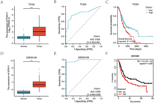 Figure 1 Difference in ITGA11 expression between gastric cancer and normal tissues, and its diagnostic and prognostic value in STAD. (A) ITGA11 was overexpressed in STAD compared to normal groups in TCGA dataset. (B) Diagnostic ROC curve of ITGA11 in TCGA dataset. (C) Kaplan–Meier curve of ITGA11 in TCGA dataset. (D) Differential expression of ITGA11 in STAD and normal groups in GSE54129. (E) Diagnostic ROC curve of ITGA11 in GSE54129. (F) Kaplan–Meier curve of ITGA11 in GSE15459. ***p < 0.001.