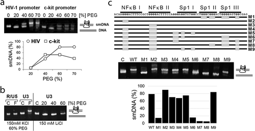 Figure 1. The Sp1 binding region in the HIV-1 promoter can adopt G-quadruplexes in a duplex DNA. (a) The PEG-KCl gel assay was used to analyze a synthetic double-stranded DNA (dsDNA) sequence corresponding to the NF-κB/Sp1 binding region in the HIV promoter (U3 region of 5ʹLTR) for its ability to adopt G-quadruplexes. DNA samples in 150 mM K+ and different concentrations of PEG 200 solution were subjected to heat denaturation/renaturation before electrophoresis. The U3 region in the 5ʹLTR (−3 to −123, NL4-3) adopted a slower migrating form (smDNA) in the presence of increasing concentrations of PEG, which facilitates the formation of G-quadruplexes. The promoter of the c-kit oncogene was previously described to form G-quadruplexes in a duplex DNA, and was used here as a positive control. The drawing at the right side of the gel image shows a schematic illustration of the structure associated with the corresponding DNA band. Below, adoption of smDNA form as a function of PEG concentration. (b) DNA samples were subjected to heat denaturation/renaturation (F) or were not heat-treated (C) before electrophoresis. The U3 region adopting smDNA species is compared to the R/U5 region not predicted to form any G-quadruplexes. The right side of the gel shows that the U3 region does not adopt the smDNA form in the presence of 150 mM Li+ indicating that folding properties of the U3 region are K+-dependent, which is consistent with requirements for formation of monomeric G-quadruplexes. (c)Mutational analyses showing that the smDNA form of the U3 region depends on the G runs present in three Sp1 binding motifs. The gray boxes indicate the G runs that were substituted for T, C or A residues in mutated DNA samples (M1-M9). The mutated DNA samples were heat-treated before electrophoresis and their gel migration characteristics were compared to wild type DNA that was heat-treated (WT) or not heat-treated (C) before electrophoresis. The gels were stained with ethidium bromide (EB). Below, graph shows the percentage of smDNA forms in a gel.