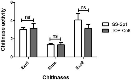 Figure 3. Endo- and exo-chitinase activity of the crude enzyme. Using a chitinase assay kit, endo- and exo-chitinase activities were investigated. Exo1 = chitobiosidase (exochitinase); Endo = chitotriosidase (endochitinase); Exo2 = β-N-acetylglucosaminidase (exochitinase). Chitinolytic activity is presented as the mean ± standard deviation of three biological replicates. “ns” indicates statistically “no difference (p > 0.05) between two compared samples” (connected with a horizontal line above the bar graph).