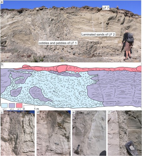 Figure 6. Clastic dykes developed in LF 2: (a) complex of upward-tapering form displaying anabranching gravel-filled necks that isolate blocks of LF 2 host material and end in numerous tapering offshoots and isolated elongate gravel pods or stringers; (b) Stratigraphical and structural interpretation of panel a, location labelled in Figure 3; (c & d) downward-tapering forms, showing also multiple vertical cracks that parallel the wedge sides; (e & f) examples of the bases of downward-tapering wedges, including finer poorly-sorted gravels (d) and finely-laminated rhythmites that parallel the dyke walls (e).