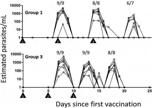 Figure 7. Parasite density estimated by qRT-PCR in participants in a PfSPZ-CVac (CQ) trial conducted at the Kaiser Permanente Washington Health Research Institute, Seattle. (A) Triangle symbols indicate the first, second, and third days of vaccine administration. The numbers above each peak of parasitemia display the number of persons positive with transient parasitemia divided by the total number of vaccine recipients for that dose of vaccine. Days are listed relative to the first dose of vaccine. Group 1 received a PfSPZ Challenge dose of 5.12x104 PfSPZ for each of three doses administered by DVI seven days apart. Group 3 received a PfSPZ Challenge dose of 1.024x105 PfSPZ for each of three doses administered by DVI five days apart. All participants underwent CHMI 10 weeks after the last vaccine dose. 7/7 participants became infected in group 1 (vaccine efficacy 0%) while only 2/8 participants became infected in group 3 (vaccine efficacy 75%). It is notable that administration of PfSPZ-CVac on a schedule where vaccine administrations #2 and #3 coincided with sub-microscopic blood-stage parasitemia (group 1) was associated with an absence of sterile protective immunity, whereas dodging parasitemia (group 3) appeared to restore the expected protective efficacy. Reproduced with permission from PLoS pathogens (no changes were made) [Citation127].