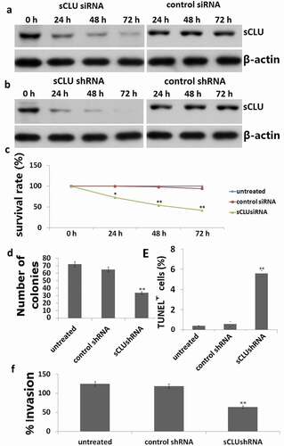 Figure 3. Effect of sCLU silencing on apoptosis, viability, proliferation, and invasion of KHOS cells in vitro. (a), Cells were transfected with sCLU siRNA for 24–72 h, and sCLU protein expression was detected by western blotting. (b), sCLU protein expression in KHOS cells stably transfected with sCLU shRNA was detected by western blotting. (c), Effects of sCLU or control siRNA transfection on the viability of KHOS cells. **P < 0.05, **P < 0.01. (d), Representative results of the colony formation assay for KHOS cells transfected with control or sCLU shRNA. **P < 0.01. (e), Effects of sCLU or control siRNA transfection on KHOS cell apoptosis. **P < 0.01. (f), Evaluation of KHOS cell invasion with the transwell assay following sCLU knockdown. **P < 0.01. Scale bar, 50 μm. Results are representative of three independent experiments.