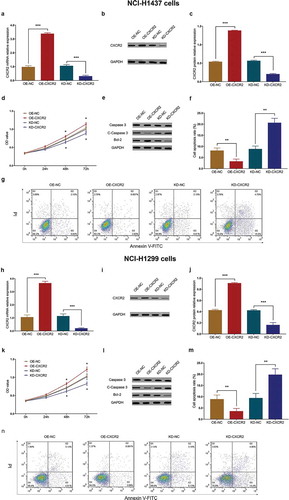 Figure 5. Effect of CXCR2 on cell proliferation and apoptosis. The effect of CXCR2 overexpression and knockdown on CXCR2 mRNA expression (A) and protein relative expression (B,C) in NCI-H1437 cells. The effect of CXCR2 overexpression and knockdown on cell proliferation (D) and apoptosis (E,F,G) in NCI-H1437 cells. The effect of CXCR2 overexpression and knockdown on CXCR2 mRNA expression (H) and protein relative expression (I,J) in NCI-H1299 cells. The effect of CXCR2 overexpression and knockdown on cell proliferation (K) and apoptosis (L,M,N) in NCI-H1299 cells. Comparison of cell proliferation and apoptosis between the two groups was conducted by independent sample’s t-test. P < 0.05 was considered significant. CXCR2, C-X-C Chemokine Receptor Type 2; mRNA, messenger RNA.