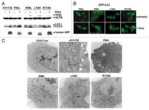 Figure 6. Tumor-derived mutants of ARF are impaired for autophagy. (A) Western blot analysis of U2OS-ARF cells containing wild-type ARF (−41/+132) or the mutants indicated, untreated or treated with doxycycline (doxy, 0.1 μg/ml) for 24 h. Stabilization of TP53 and accumulation of LC3-II are indicated. Actin (ACTB) is included as a loading control. The data depicted are representative of three independent experiments, for multiple clones of each mutant. (B) U2OS-ARF cells containing the mutants indicated were transiently transfected with GFP-LC3 plasmid for 24 h and untreated or treated with doxycycline for 24 h (0.1 µg/mL), and then analyzed by confocal microscopy for GFP-LC3 vesicles. Cytoplasmic GFP-LC3 vesicles were detectable in the P94L mutant, but not in the R98L, L104I and R115G mutants. (C) Electron microscopy of autophagosomes in U2OS-ARF cells containing the ARF mutants indicated, or parental cells (U2OS-TRex), untreated or treated with doxycycline (0.1 µg/mL) for 48 h. The results depicted were consistent in three independent experiments, using two clones for each mutant. Scale bar: 500 nm.