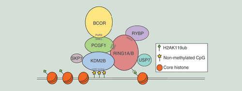 Figure 2. Schematic representation of the polycomb repressive complex 1.1 model.The core complex is composed of the catalytic enzyme RING1A/B that forms a dimer with PCGF1 through the RING finger domains, and that deposits an ubiquitin moiety to histone H2A at Lys119 (H2AK119ub). BCOR binds to PCGF1 by means of its PUFD domain, while RYBP is bound to the RAWUL domain of RING1A/B. Recruitment to chromatin is due to KDM2B that recognizes nonmethylated CpG islands by its CXXC-binding domain. Other members of the complex are SKP1, that associates with KDM2B, and USP7, acting as a deubiquitinating enzyme.PUFD: PCGF Ub-like fold discriminator.