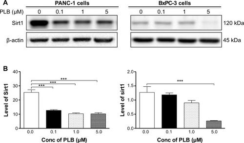 Figure 13 PLB downregulates the expression level of Sirt1 in PANC-1 and BxPC-3 cells.