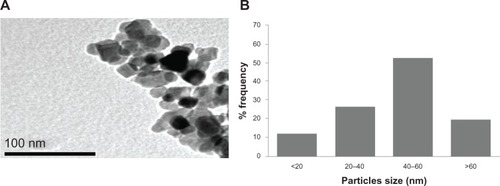 Figure 1 Characterization of titanium oxide nanoparticles. (A) Transmission electron microscopic image and (B) size distribution histogram generated using transmission electron micrography.