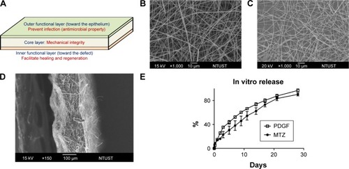 Figure 1 The design and characterization of the FGM.Notes: (A) The schematic diagram of the FGM. (B) The SEM image of the PDLLA-BSA functional layer, surface scan. Magnification: 1,000×. (C) The SEM image of the PDLLA-MTZ functional layer, surface scan. Magnification: 1,000×. (D) The SEM image of the membrane with PDLLA-BSA (on the left surface) and PDLLA-MTZ (on the right surface) functional layers, cross-sectional scan. Magnification: 150×. (E) The in vitro release profile of PDGF and MTZ from the respective nanofibrous layer.Abbreviations: BSA, bovine serum albumin; FGM, functionally graded membrane; MTZ, metronidazole; PDGF, platelet-derived growth factor; PDLLA, poly(l-lactide-co-d,l-lactide); SEM, scanning electron microscopy.