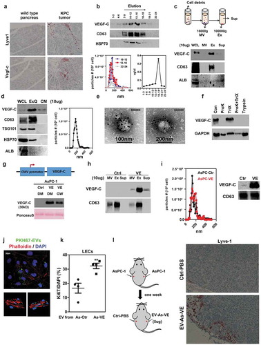 Figure 1. VEGF-C is associated with extracellular vesicles. (a) Representative immunohistochemical staining images (serial section) show expression of Lyve-1 and VEGF-C in the pancreas of Lox-Stop-Lox (LSL)-Trp53R172 H (WT) and in the tumour of LSL-KrasG12D; LSL-Trp53R172 H; Pdx1-cre (KPC) transgenic mouse. (b) Serum-free conditioned medium from MIA PaCa-2 cells was collected and fractions were isolated based on size exclusion chromatography according to the manufacturer’s protocol. Expression of VEGF-C, CD63 and HSP70 was detected in vesicle-associated fractions by Western blotting (upper). Three fractions (as indicated) were sent for NTA analysis (bottom left). Protein concentration in each fraction was measured (bottom right). (c) VEGF-C is highly expressed in EV fraction. Conditioned medium from MIA PaCa-2 cells was collected and ultracentrifugation was performed to isolate microvesicles (MV), exosomes (Ex) and supernatant (Sup). Western blotting was performed to detect the expression of VEGF-C, CD63 and ALBUMIN (ALB) in whole cell lysate (WCL), MV, Ex and Sup with equal amount of protein. (d) EV was isolated by ExoQuick-TC from CM of MIA PaCa-2 cells. Equal protein amount was loaded to compare VEGF-C expression in WCL, EV and CM. CD63, TSG101 and HSP70 were used as EV markers. ALB was detected to demonstrate the purity of EV (left). EV isolated by ExoQuick-TC was sent for NTA analysis (right). (e) Representative transmission electron microscopic images show that VEGF-C is associated with EV. VEGF-C (dark particles) was stained with gold particle-labelled anti-VEGF-C antibody. (f) VEGF-C is associated with surface of EV. Isolated EV (by ExoQuick-TC) was treated with proteinase K, triton X, proteinase K plus triton X and trypsin. Western blotting was performed to detect VEGF-C and GAPDH. (g) Expression of VEGF-C in AsPC1 cells. VEGF-C cDNA was cloned into pCDH lentivirus vector under the control of CMV promoter (upper panel). Expression of secreted VEGF-C is decreased by treatment with GW4869 (40 μM). (h) VEGF-C is enriched in the small EV fraction. Conditioned medium from AsPC-VEGF-C cells was collected and the EV fraction (MV and Ex) was purified by ultracentrifugation. CD63 was detected as a marker for EV. (i) NTA analysis (left) and Western blotting (right) show particle numbers and VEGF-C expression in AsPC-Ctrl and AsPC-VEGF-C cells. EV was isolated by ExoQuick-TC. (j) LECs uptake EV from MIA PaCa-2 cells. Mia PaCa-2 cells were labelled with PKH67 and serum-free conditioned medium from PKH67 labelled Mia PaCa-2 cells were collected and isolated by ExoQuick-TC. LECs were treated EVs for 6 h and fixed for image taken. (k) Quantification of LECs proliferation treated with EV from AsPC-control and AsPC-VEGF-C cells. Ki67 staining was performed as the indicator of the proliferation of LECs. **P < 0.01. (L) Schematic of experimental design to evaluate the effect of EV from AsPC-VEGF-C cells (left). Representative immunohistochemical images show the increase of lymphatic vessels (Lyve-1) in AsPC-1 tumours treated with EV isolated from AsPC-VEGF-C cells (by ultracentrifugation isolation).