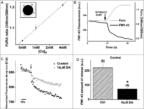 Figure 8. DA inhibits vesicle release from VD4 interneurons downstream of Ca2+ influx. A, Ionomycin-evoked Ca2+ influx in the VD4 interneuron, as measured by averaged FURA-2 signal from four proximal-membrane regions (inset), is proportional to extracellular Ca2+ concentration ([Ca]o). B, Ionomycin-induced Ca2+ influx, as measured by FURA-2 signal (grey), is sufficient to induce vesicle release, as indicated by FM1-43 destaining (black). C, Representative FM1-43 destaining curve upon ionomycin application (arrow) in the absence (filled) or presence (open) of DA. D, Ionomycin-induced vesicle release from VD4 interneurons is significantly reduced in the presence of DA. * p < 0.05.