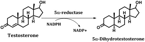 Figure 1. Conversion of testosterone (T) to 5α-dihydrotestosterone (DHT). This reaction is catalysed by the enzyme 5α-reductase, which is present in the prostate glandCitation6.