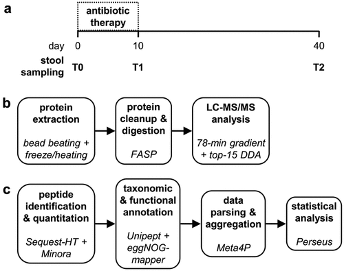 Figure 1. Experimental design of the study. a) sample collection: stool samples were collected from 10 patients before starting the antibiotic therapy (T0), after 10 days of therapy (T1) and 30 days after the end of therapy (T2). b) wet lab: proteins extracted from stool samples were processed according to the FASP protocol to obtain peptide mixtures, which were in turn separated by LC (78-min gradient) and analyzed with an Orbitrap Exploris 480 mass spectrometer. c) bioinformatic analysis: peptide identification and quantification from mass spectra was carried out using proteome Discoverer (with a collection of gut metagenomes and the UniProt reference human proteome as sequence databases), while Unipept and eggNOG-mapper allowed taxonomic and functional annotation, respectively. Meta4P was used to parse and aggregate data and statistical analysis (paired t test) was performed with Perseus.