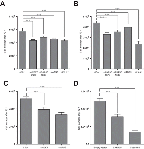 Figure 7. A role for autophagy in IKBKE-dependent normal breast epithelial cell transformation and TNBC proliferation. (a) Proliferation assay of MDA-MB-231 cells upon downregulation of endogenous IKBKE, ATG5, ULK1 protein levels by transfection with the indicated siRNA (scrambled siRNA as negative controls, and unrelated specific siRNA against human IKBKE, #679, #680 and siRNA for ATG5 and ULK1). Cell viability was evaluated 72 h post-transfection by counting cells in triplicate with a Z2 Coulter Counter. Data were processed in Prism 6 software. Results from one experiment, representative of 3 independent experiments (n = 3) are shown. (b) Same as in (a), but using MDA-MB-468 TNBC cells. (c) Cell count of 1-7HB2 cell stably expressing IKBKE (WT), evaluating cell proliferation, by counting cells in triplicate with a Z2 Coulter Counter, upon downregulation (72 h post-transfection) of endogenous ATG5 and ULK1 with specific siRNA. A scrambled siRNA was used as a negative control. Data were processed with Prism 6 software. Results from one experiment, representative of 3 independent experiments (n = 3) are shown. (d) Proliferation assay of 1-7HB2 cell stably expressing IKBKE (WT) upon pharmacological inhibition of autophagic activity by SAR-405 (10 μM) and Spautin-1 (100 μM). Cell proliferation was evaluated after 72-h treatment by counting cells in triplicate with a Z2 Coulter Counter. Data were processed with Prism 6 software. Results from one experiment, representative of 3 independent experiments (n = 3) are shown.