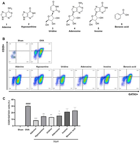Figure 6. Effects of Protaetia brevitarsis seulensis larvae extract (PBE) metabolites (A) on Th2 cell activation (flow cytometry plots [B] and percentage of CD25 + GATA3+ T cells [C]). Ultra-performance liquid chromatography chromatogram of PBE and the chemical structures of its major metabolites (A). Sham, normal control group; OVA, ovalbumin-induced airway inflammation group; adenine, Th2 polarization condition treated with 50 µM adenine; hypoxanthine, Th2 polarization condition treated with 50 µM hypoxanthine; uridine, Th2 polarization condition treated with 50 µM uridine; adenosine, Th2 polarization condition treated with 50 uM adenosine; inosine, Th2 polarization condition treated with 50 µM inosine; benzoic acid, Th2 polarization condition treated with 50 µM benzoic acid. ####p < 0.001 compared to the sham group, *p < 0.05, **p < 0.01, and ***p < 0.005 compared to the OVA group.