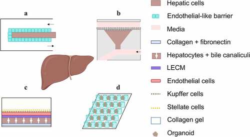 Figure 7. Exemplary schematic illustrations of designs and set-ups for advanced microfluidic liver models. (a) In the model developed by Lee et al.Citation50 an endothelial-like barrier separates hepatocytes from a flow conducting channel. (b) The triangular design of the model by Shih et al.Citation122 in combination with multi-row square columns protects the hepatocytes from flow-induced damage and additionally creates a functional acinus model (schematic illustration is based on Shih et al.Citation122). (c) In the co-culturing set-up of Lee-Montiel et al.Citation117 which includes hepatocytes with bile ducts separated by a LECM from endothelial, Kupffer and Stellate cells, a perisinusoidal space is mimicked and zone-specific functions are modelled. (d) The design of the flow-through micropillar chip system from Wang et al.Citation123 allows long-term cultivation and generation of liver organoids from hiPSCs.