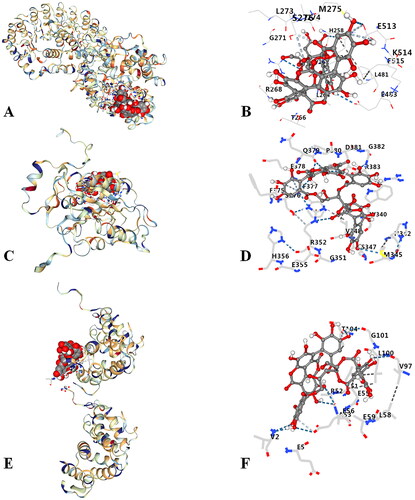 Figure 1. Molecular docking of punicalagin with NLRP3, caspase-1 and GSDMD. (A) 3D complex of punicalagin-NLRP3, (B) amino acid binding of punicalagin to NLRP3, (C) 3D complex of punicalagin-caspase-1, (D) amino acid binding of punicalagin to Caspase-1, (E) 3D complex of punicalagin-GSDMD, (F) amino acid binding of punicalagin to GSDMD.