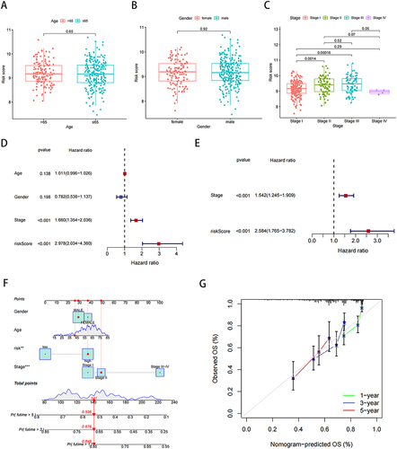 Figure 5 Our risk model and clinical correlation analysis. (A) Correlation analysis of risk scores and age. (B) Correlation analysis of risk scores and gender. (C) Correlation analysis of risk scores and stage. (D and E) Univariate and multivariate Cox analysis of risk scores in liver cancer data. (F) Nomogram combining risk score with pathologic features. (G) Calibration plots for predicting 1-, 3-, and 5-year OS of HCC patients. **P < 0.01, ***P < 0.001.