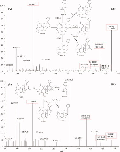 Figure 7. Typical mass spectrum and proposed fragmentation pathways of limonoids: limonin (A) and evodol (B).