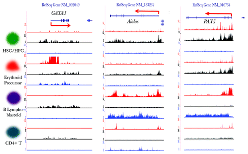 Figure 5. Visualization of the histone modification dynamics of some HPTFs. From left to right, the histone modification profiles are displayed for the genomic loci of HPTFs GATA1, Aiolos and PAX5 in CD133+ cells (HSCs/ HPCs), CD36+ cells (erythrocyte precursors), GM12878 cells (B lymphoblastoids) and CD4+ T cells. The histone modification ChIP‑seq tag wiggle files were uploaded to the UCSC genome browser and visualized as custom tracks. The panels in red, black and blue denote the profiles of H3K4me3, H3K27me3 and H3K36me3, respectively. The structures of genes are shown at the top panels.