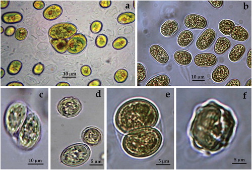 Figure 5. LM microphotographs of strain ACUS 00104 from culture material in 2012/2013 (a, c, d) and in May 2018 (b, e, f).Note: Scale bar is indicated on each microphotograph.