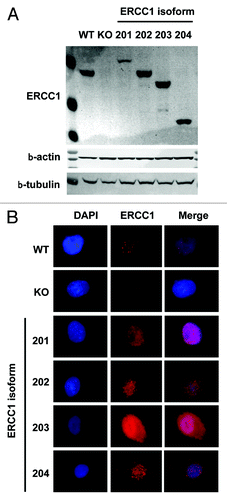 Figure 1. Subcellular localization of ERCC1 isoforms. (A) ERCC1 expression was assessed by immunoblotting in wild-type A549 (WT), A549 knocked-down for ERCC1 (KO) and A549 expressing individually each of the 4 ERCC1 isoforms (201, 202, 203, and 204). β-actin and β-tubulin were used as loading controls. (B) Immunofluorescence staining of wt-A549 (WT), A549 knocked-down for ERCC1 (KO) and A549 expressing individually each of the 4 ERCC1 isoforms (201, 202, 203, and 204) for ERCC1 (FL297 antibody, red). Nuclear DNA was counterstained with DAPI (blue).