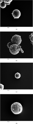 FIG. 1 (a) SEM micrograph of A1, (b) SEM micrograph of A2, (c) SEM micrograph of B1, and (d) SEM micrograph of B2.