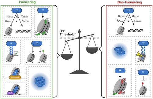 Figure 3. Pioneer binding and activity is determined by a combination of intrinsic protein characteristics and context-dependent factors. A TF will bind to and potentially open a nucleosomal site given sufficient “pioneering” features. Pioneering features can be protein-intrinsic (having a low KD,nuc and koff,nuc, targeting internal nucleosomal motifs, possessing a nucleosome-compatible DBD, engaging in physical histone contacts, binding to unmarked/repressive chromatin, and recruiting chromatin remodelers) or context-specific (high TF concentration and availability of cofactors).