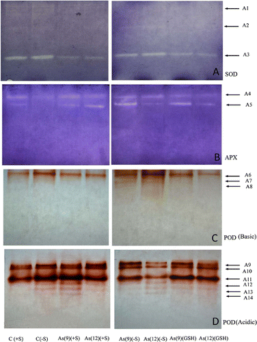 Figure 7.  Native PAGE activities of different isofoms of (A) superoxide dismutase (SOD); (B) ascorbate peroxidase (APX); (C) guaiacol peroxidase (basic) (POD Basic); (D) guaiacol peroxidase (acidic) (POD Acidic) in leaf extract of Zea mays treated with arsenate and different sulfate regimes.