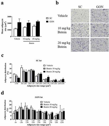 Figure 7. Effect of butein T on the mean adipocyte size and adipocyte distribution in the ThermoMouse. The mean adipocyte size (a) of subcutaneous (SC) and gonadal (GON) adipose tissues is shown after 4 days treatment with butein (10 or 20 mg/kg) or vehicle. (b) Paraffin sections of SC and GON adipose tissues obtained from these mice were stained with H&E to show individual adipocytes. Magnification: 200x. Scale bar: 20 μm. The distribution of individual adipocyte sizes is shown for SC (c) and GON (d) adipose tissues, respectively. Data are means ± SEM of n = 2 (vehicle) – 4 (butein both doses) experiments.