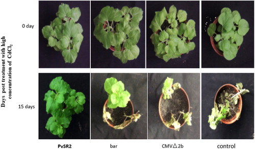 Figure 4. The growth of plant treated with high concentration of CdCl2. Treatment: Bar, CMV△2b-bar; PvSR2, CMV△2b-PvSR2; Control; CMV△2b.