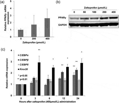 Figure 1. Effect of zaltoprofen on the expression of PPARγ in H-EMC-SS cells at the mRNA (a) and protein (b) levels, as determined by qRT-PCR and western blot analyses, respectively. GAPDH was used as the housekeeping factor. (c) Effect of zaltoprofen on the expression of C/EBPα, C/EBPβ, C/EBPδ, and Krox20 mRNAs in H-EMC-SS cells, as determined by qRT-PCR. *p < 0.05, **p < 0.01. Error bars: ± SEM.